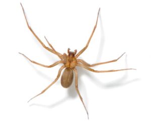 Brown Recluse Spiders Insects