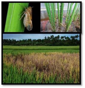 BPH in rice field
