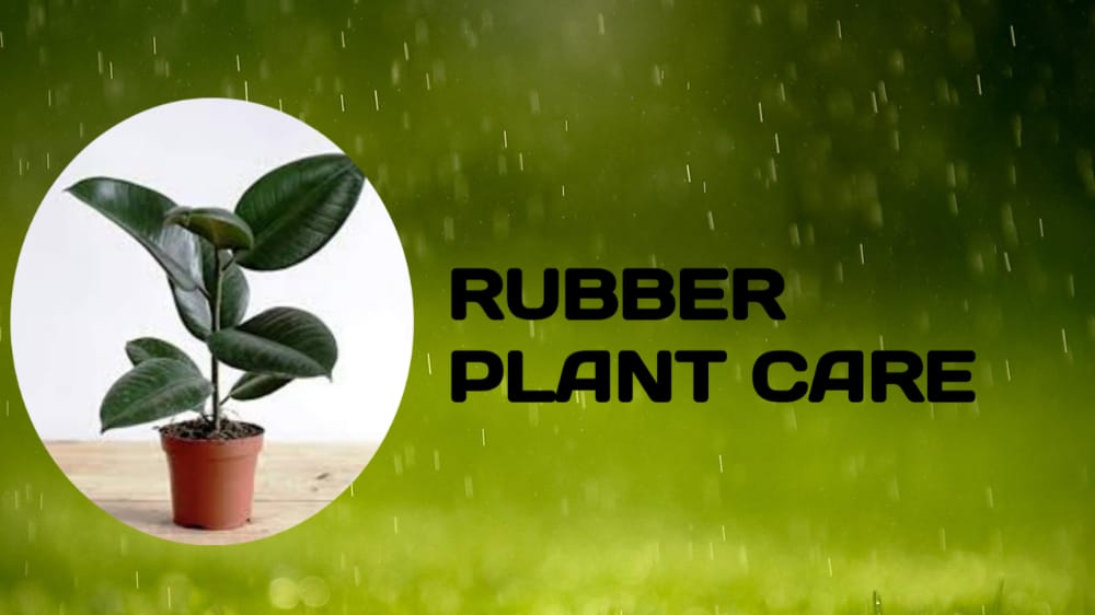rubber plant care