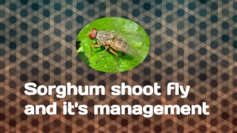 Sorghum Shoot Fly