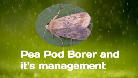 Management of Pea pod borer