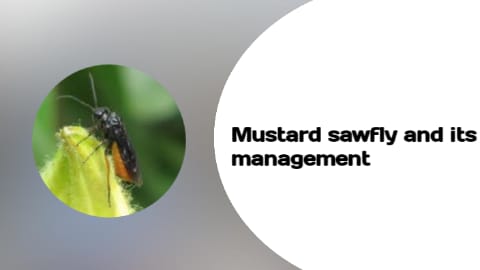 mustard sawfly