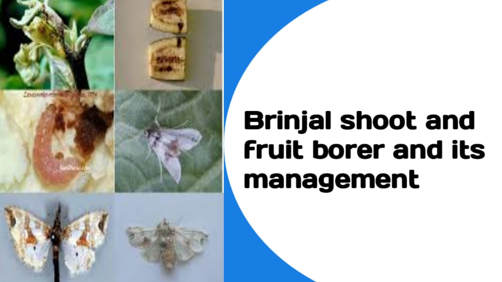 Management of Brinjal shoot and fruit borer
