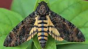  Sesamum hawk moth
