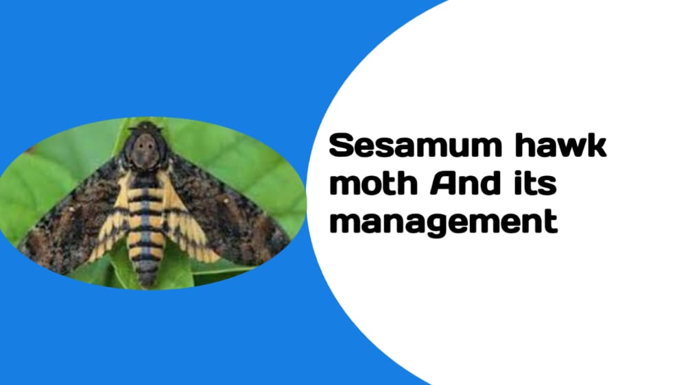 Management of Sesamum hawk moth