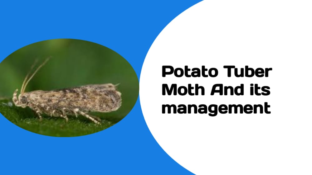 potato tuber moth