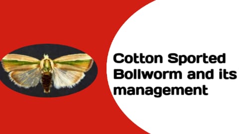 Cotton Spotted bollworm