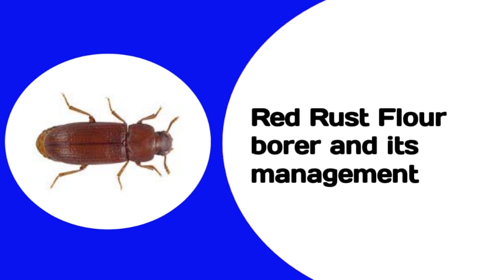 red rust flour beetls its management