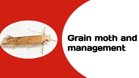 Management of Grain moth 