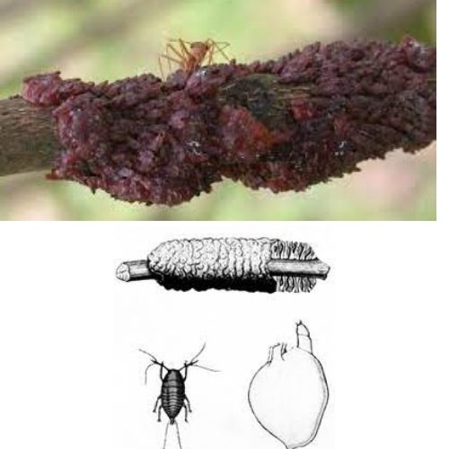 in this picture appear female lac insect and lac