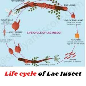 in this photo, life cycle of lac insect
