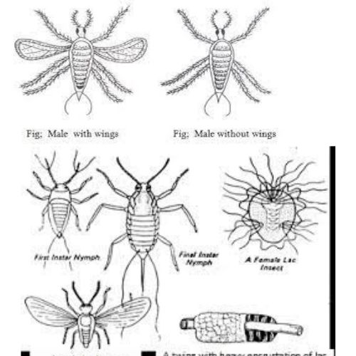 Lac Insect Ppt Lac Insect Host Plant, Strain, Types , And Its Forms