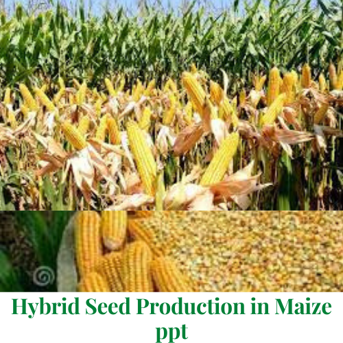 Hybrid Seed Production in Maize ppt