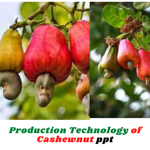 Production Technology of Cashewnut ppt