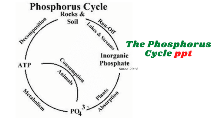 The Phosphorus Cycle ppt