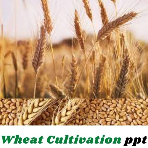 Wheat cultivation