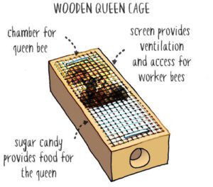 queen-cage