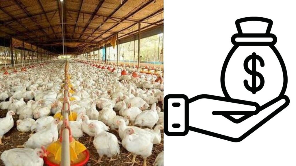 Poultry Farming Business 