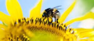 New Innovative Ideas in Agriculture - Bee Vectoring 
