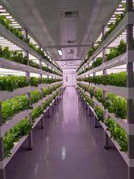 New Innovative Ideas in Agriculture - Vertical Farming