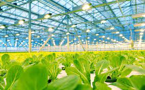 New Innovative Ideas in Agriculture - Indoor Vegetable Farms
