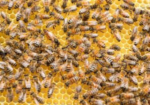 #2 BEEKEEPING - TOP 10 MOST PROFITABLE AGRIBUSINESS IN INDIA
