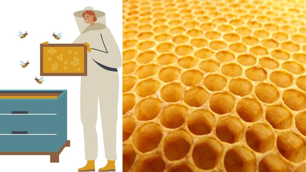 Beekeeping and Honey Processing business plan