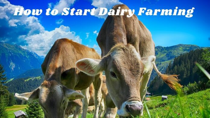 How to Start Dairy Farming business